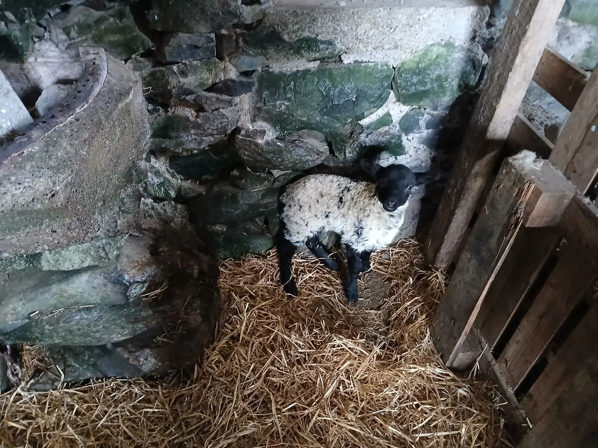 Lamb - Image 2