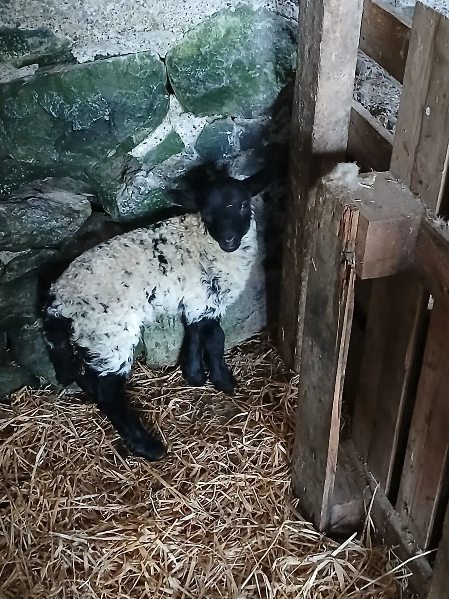 Lamb - Image 3