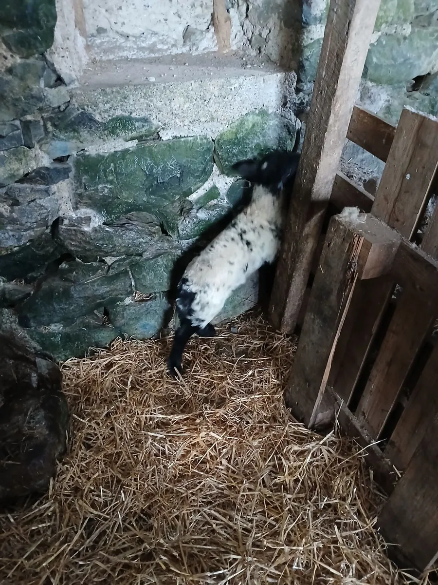 Lamb - Image 4