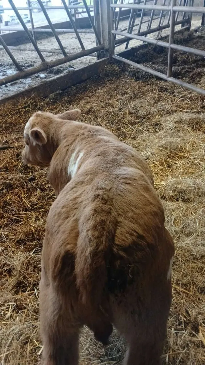Calf - Image 1