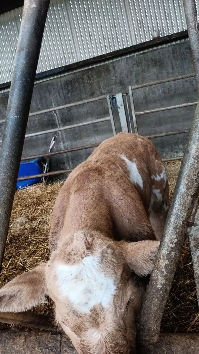 Calf - Image 2