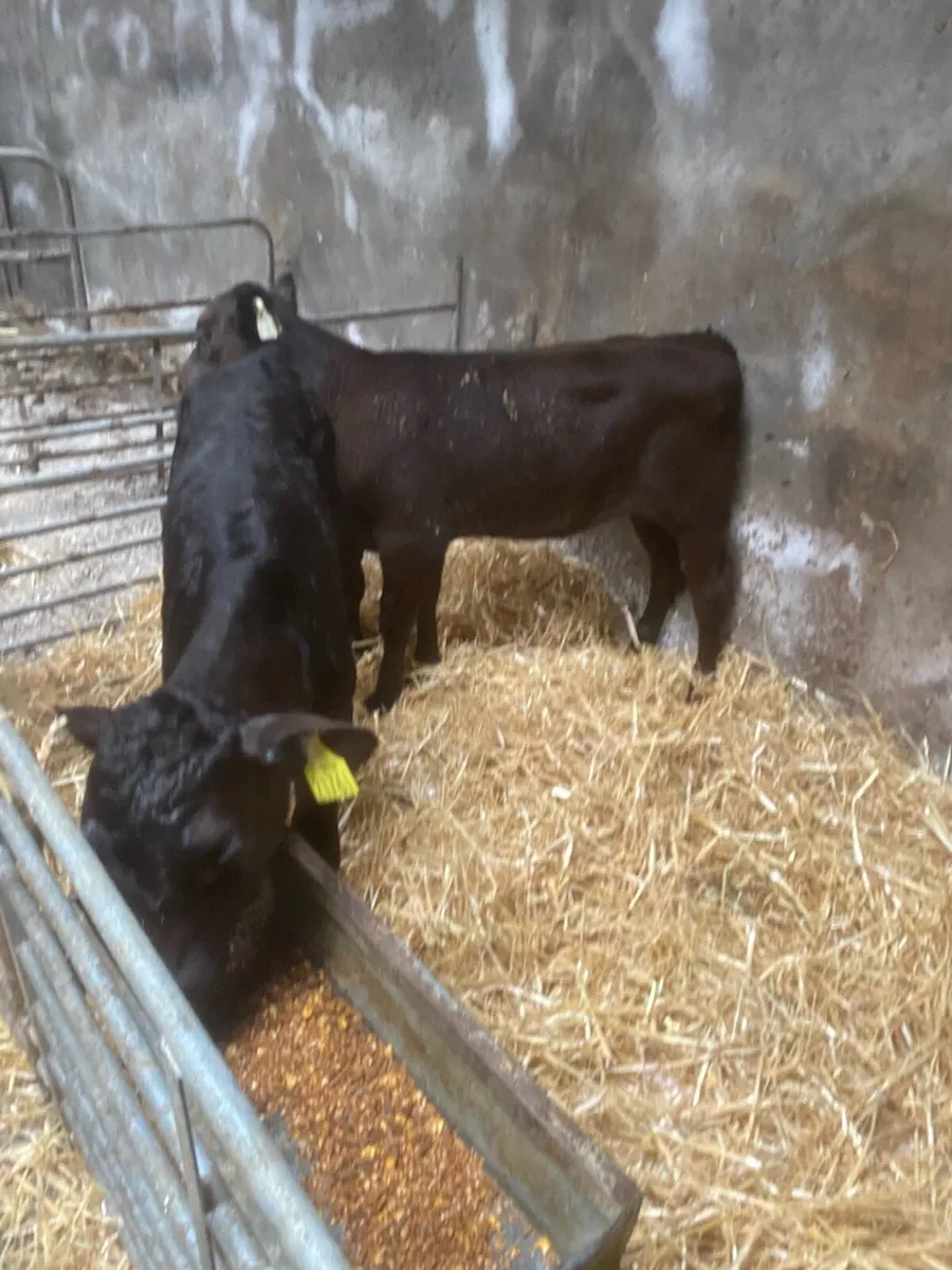 Calves - Image 1