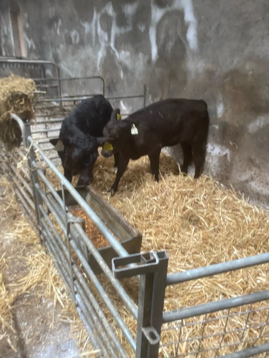 Calves - Image 2
