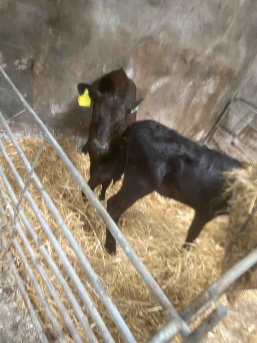 Calves - Image 3
