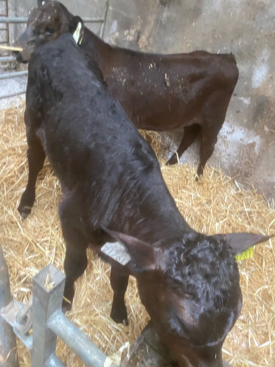 Calves - Image 4