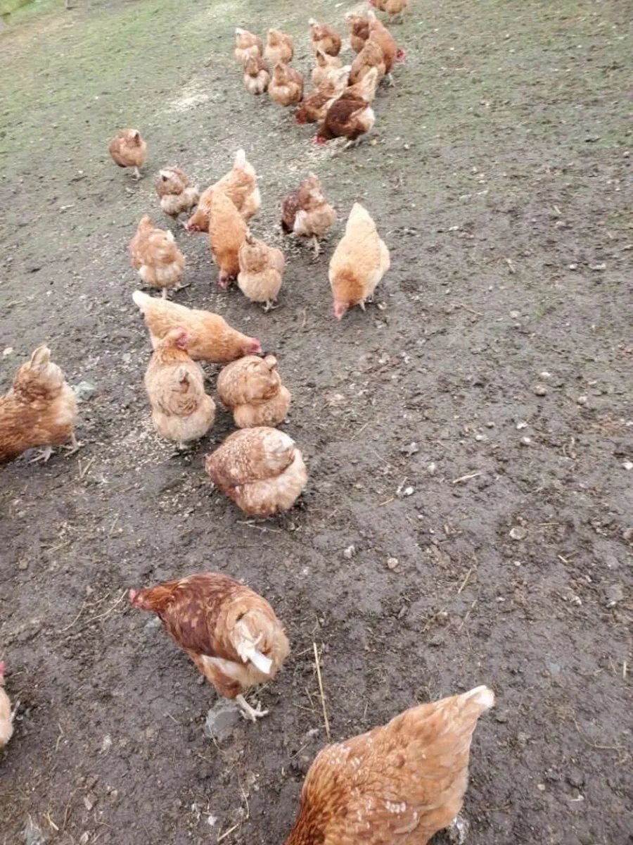 Brown laying hens - Image 3
