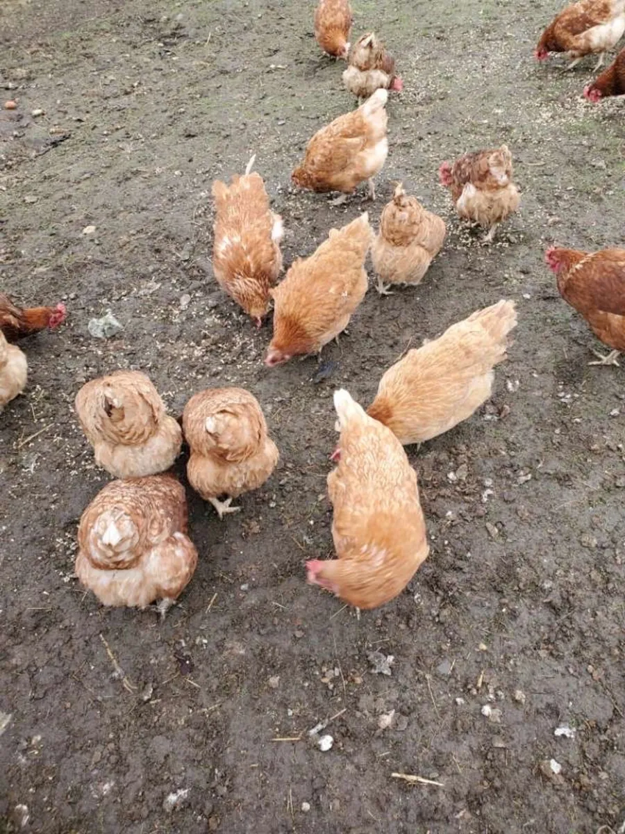 Brown laying hens - Image 4