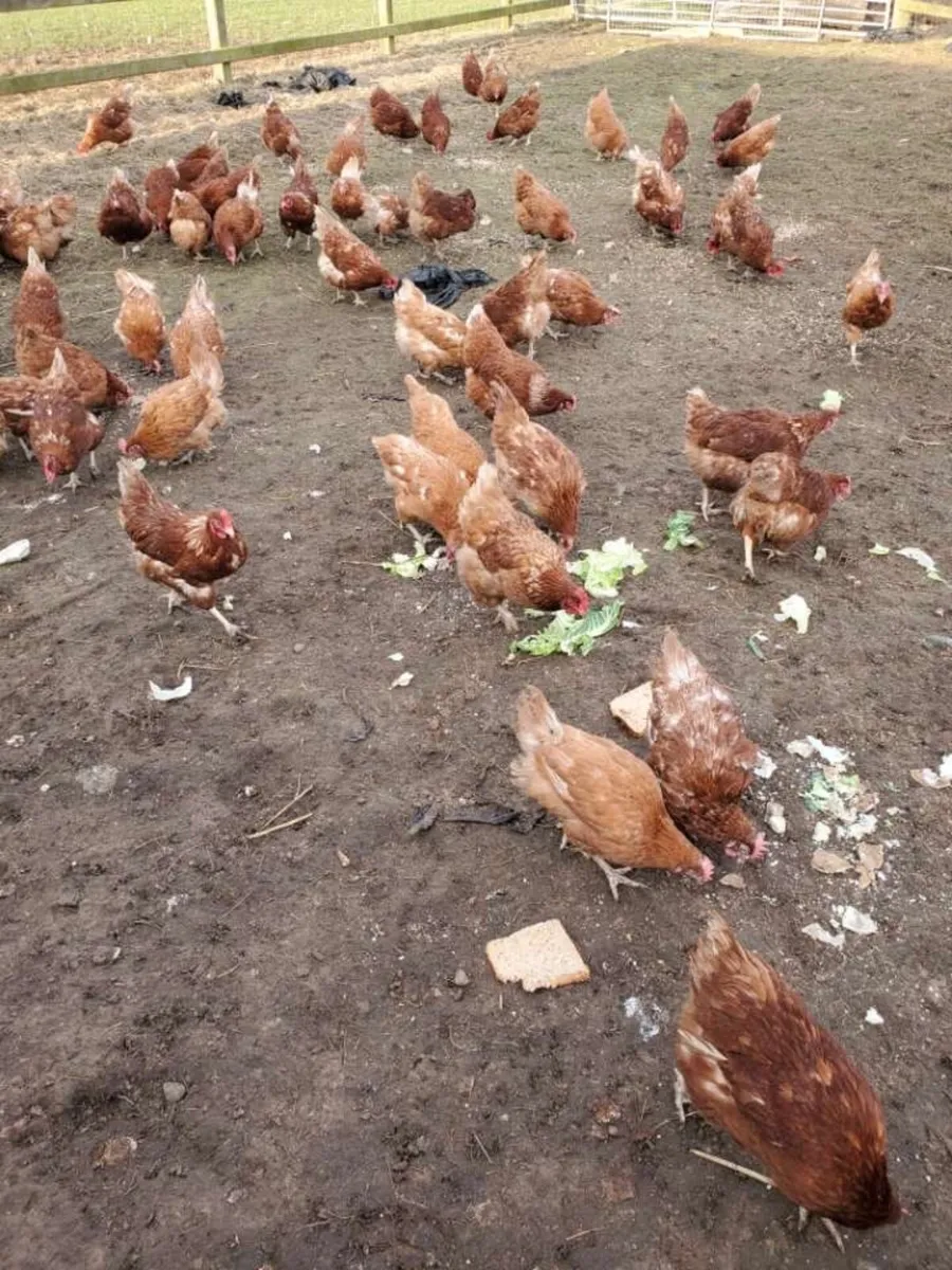 Brown laying hens - Image 1