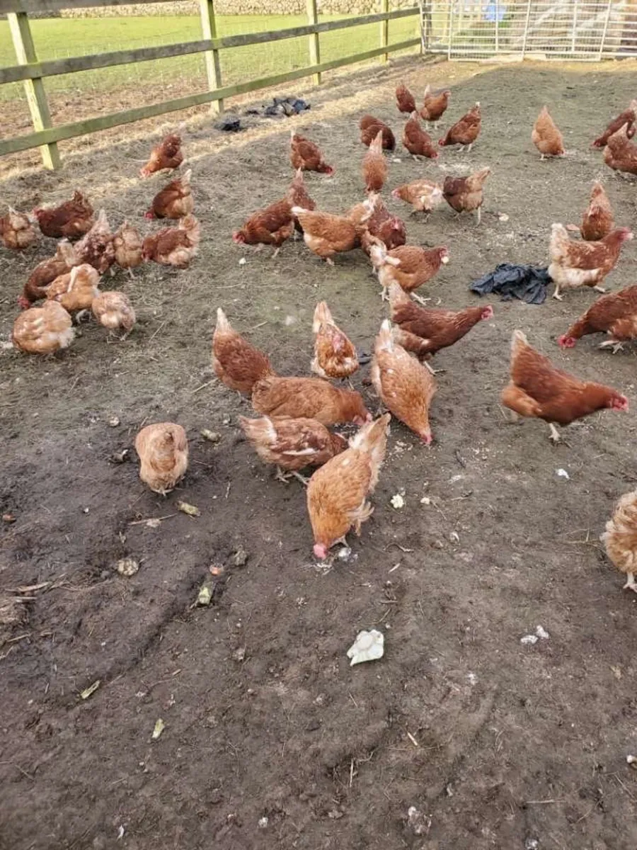 Brown laying hens - Image 2