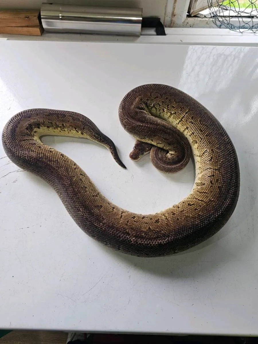 Ball python