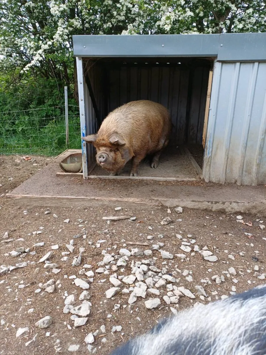 Kune kune - Image 3