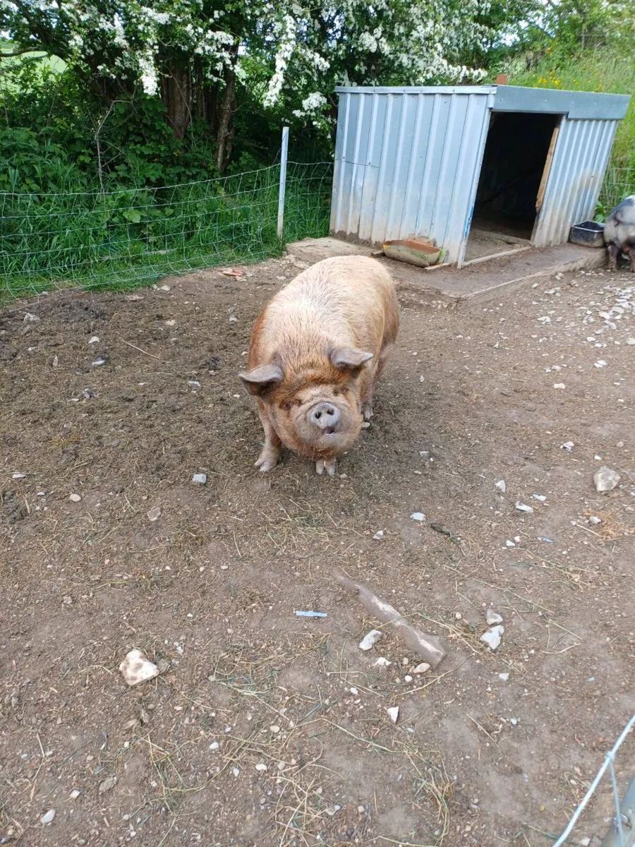 Kune kune - Image 4