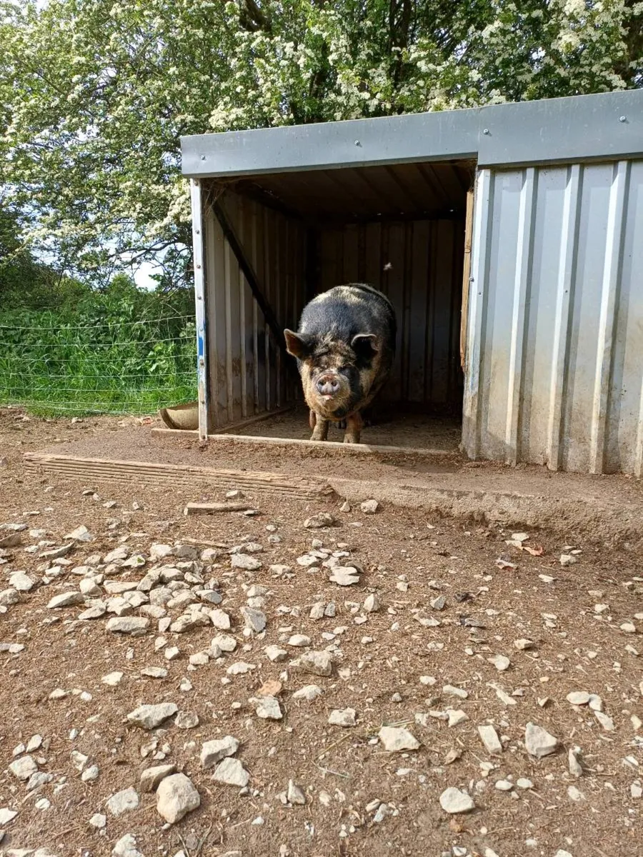 Kune kune - Image 2