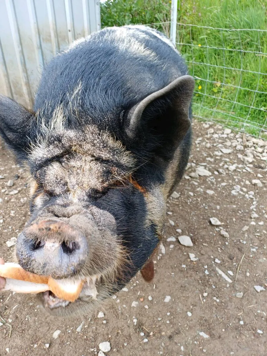 Kune kune - Image 1