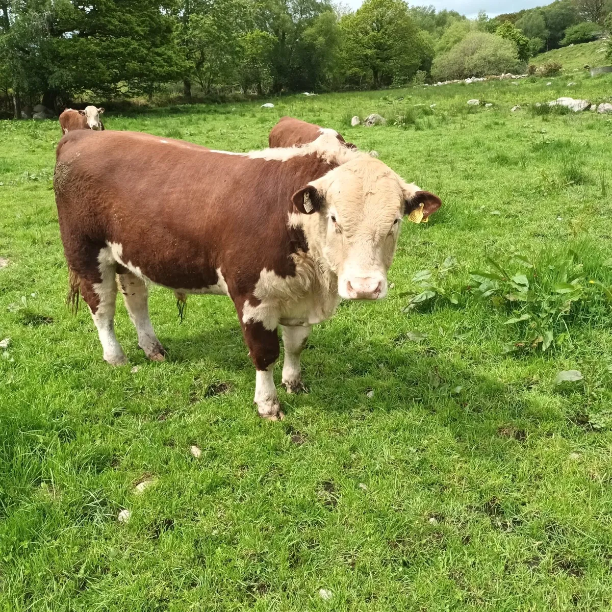 Pedigree Bulls & Heifer For Sale - Image 1