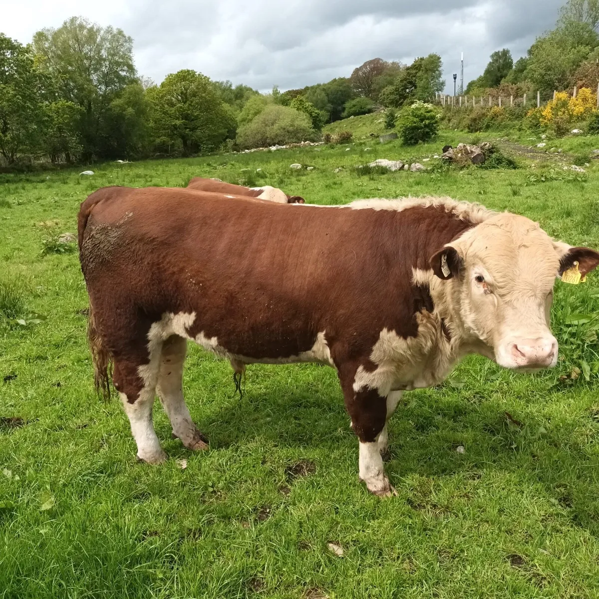 Pedigree Bulls & Heifer For Sale - Image 2