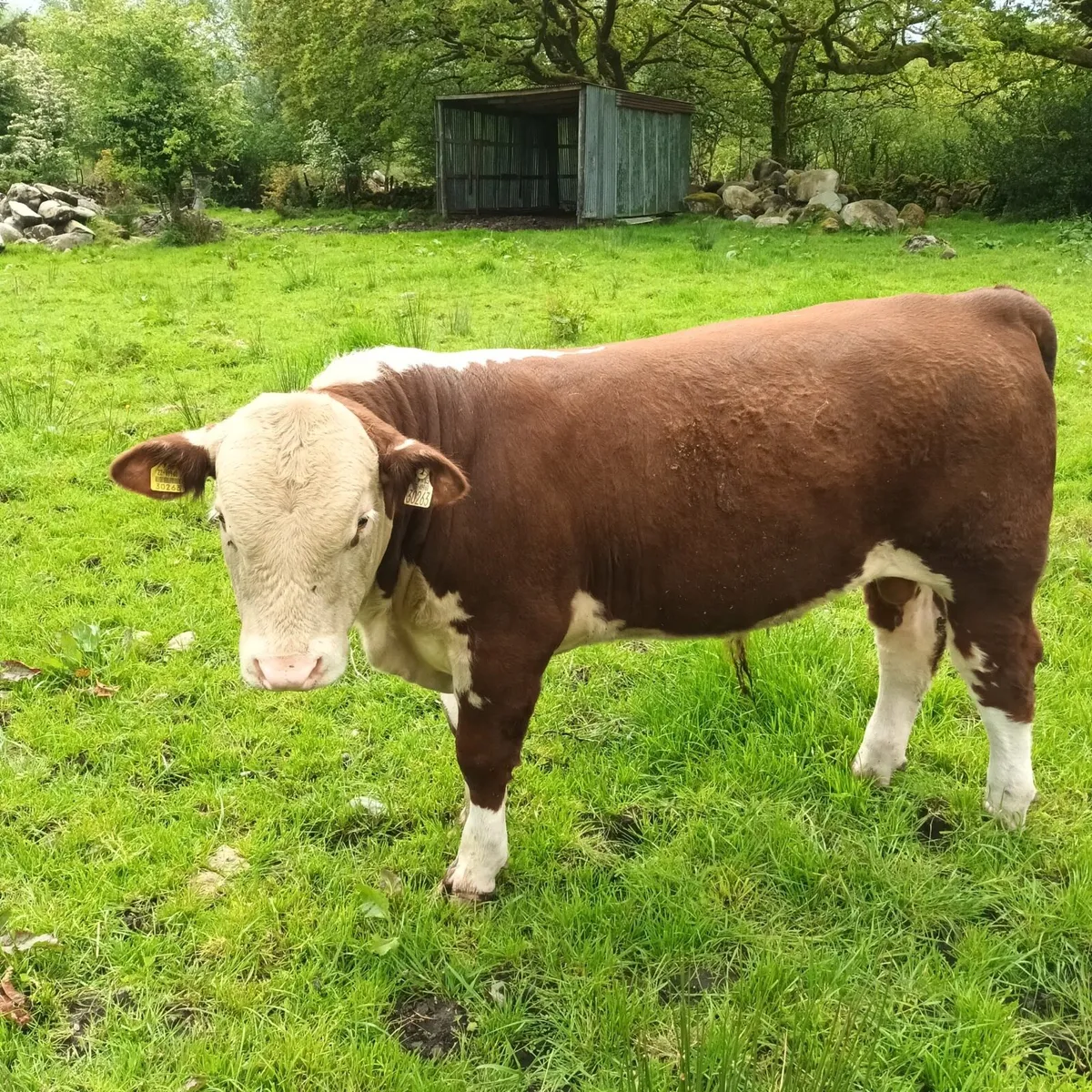 Pedigree Bulls & Heifer For Sale - Image 3