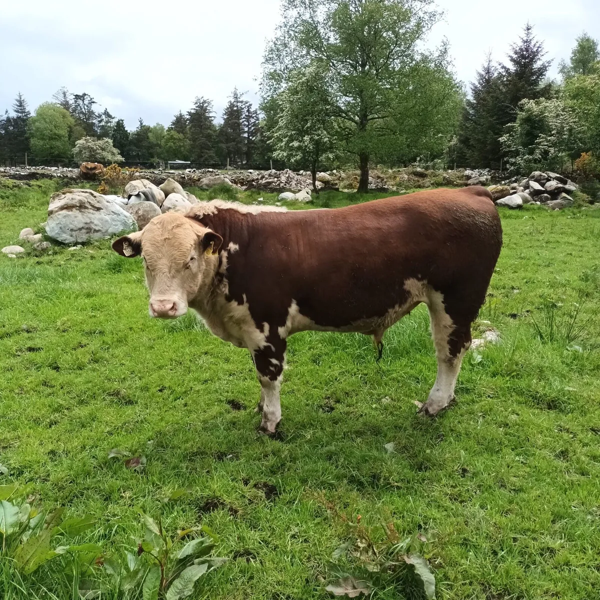 Pedigree Bulls & Heifer For Sale - Image 4