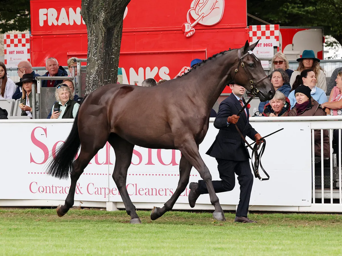 Super 3yr old filly
