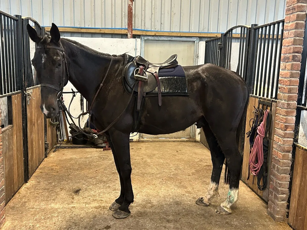 7 yr old 16.2 horse - Image 1