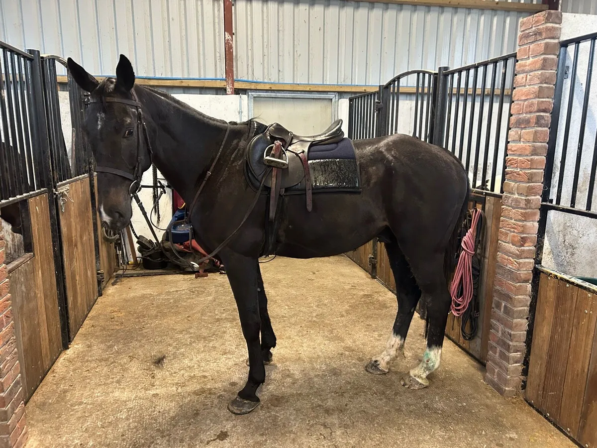 7 yr old 16.2 horse - Image 2