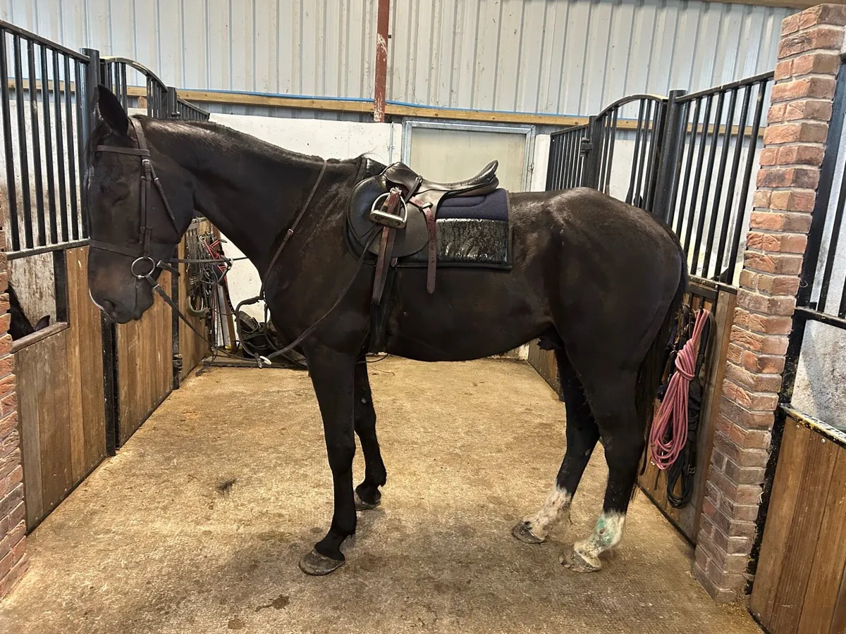 7 yr old 16.2 horse - Image 3