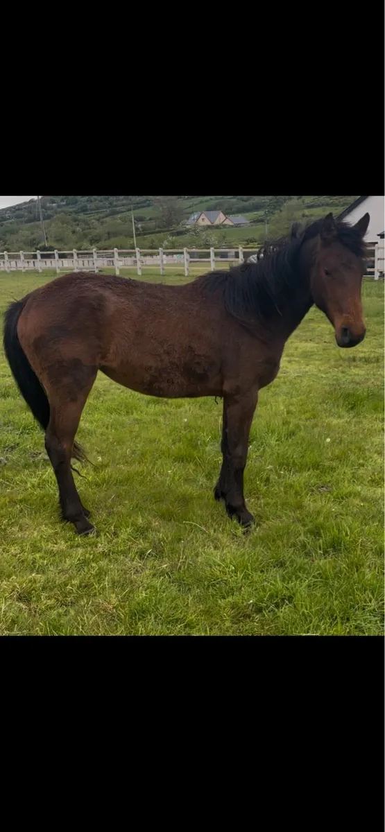 2yo connemara filly