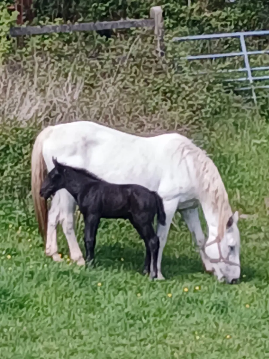 IRISHDRAUGHT MARE - Image 1
