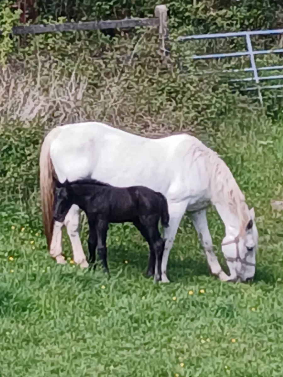 IRISHDRAUGHT MARE - Image 2