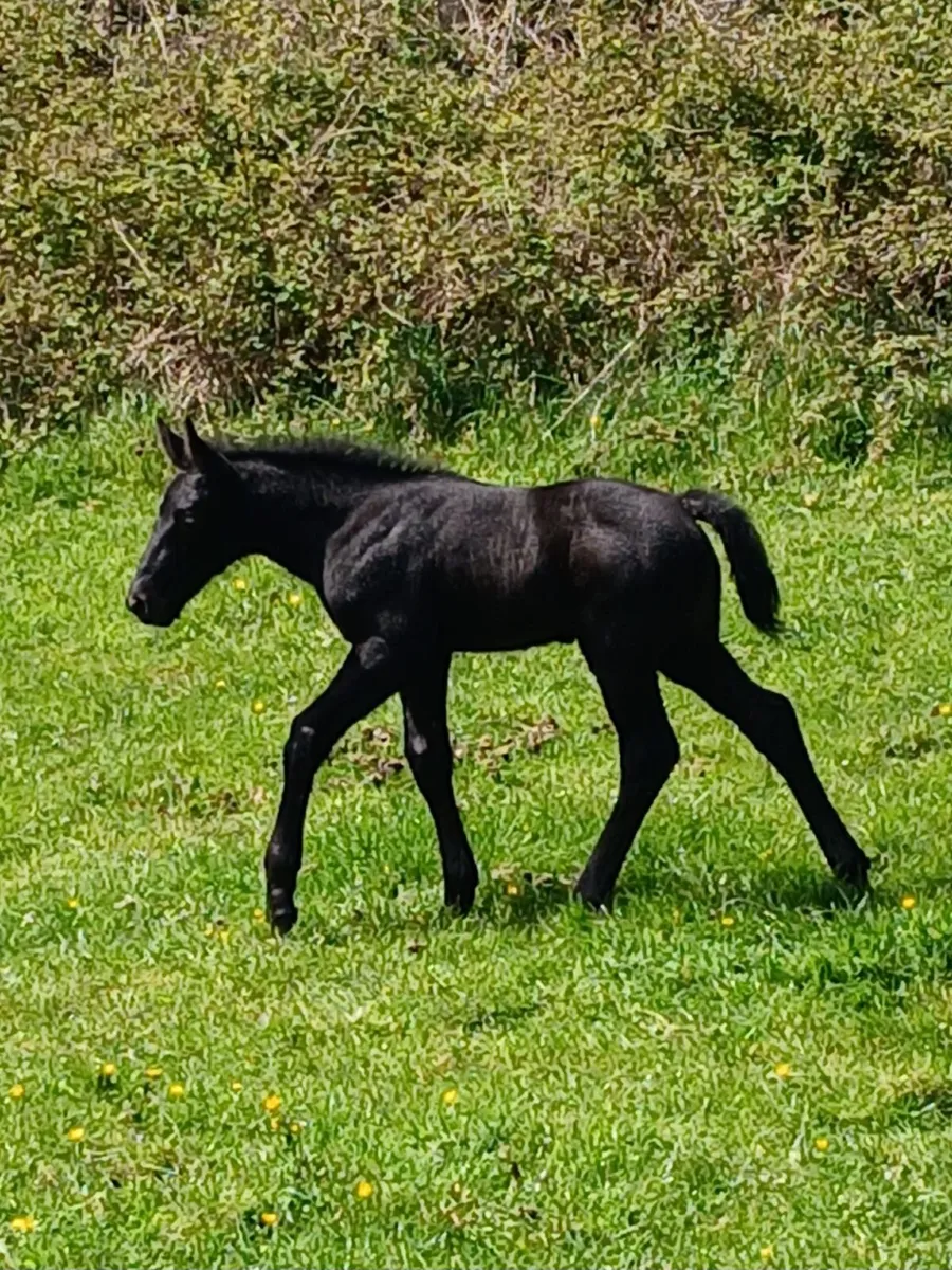 IRISHDRAUGHT MARE - Image 3