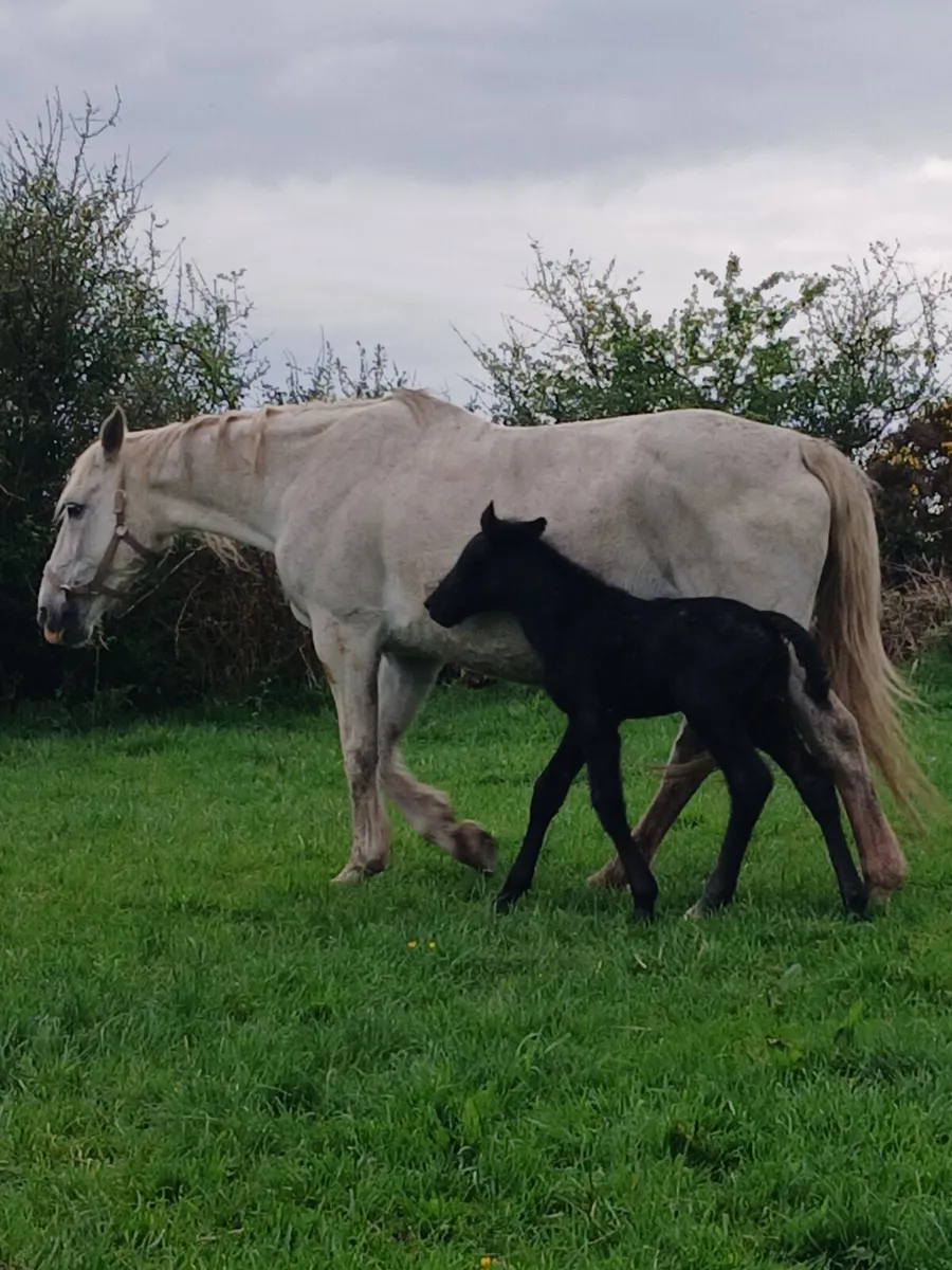 IRISHDRAUGHT MARE - Image 4