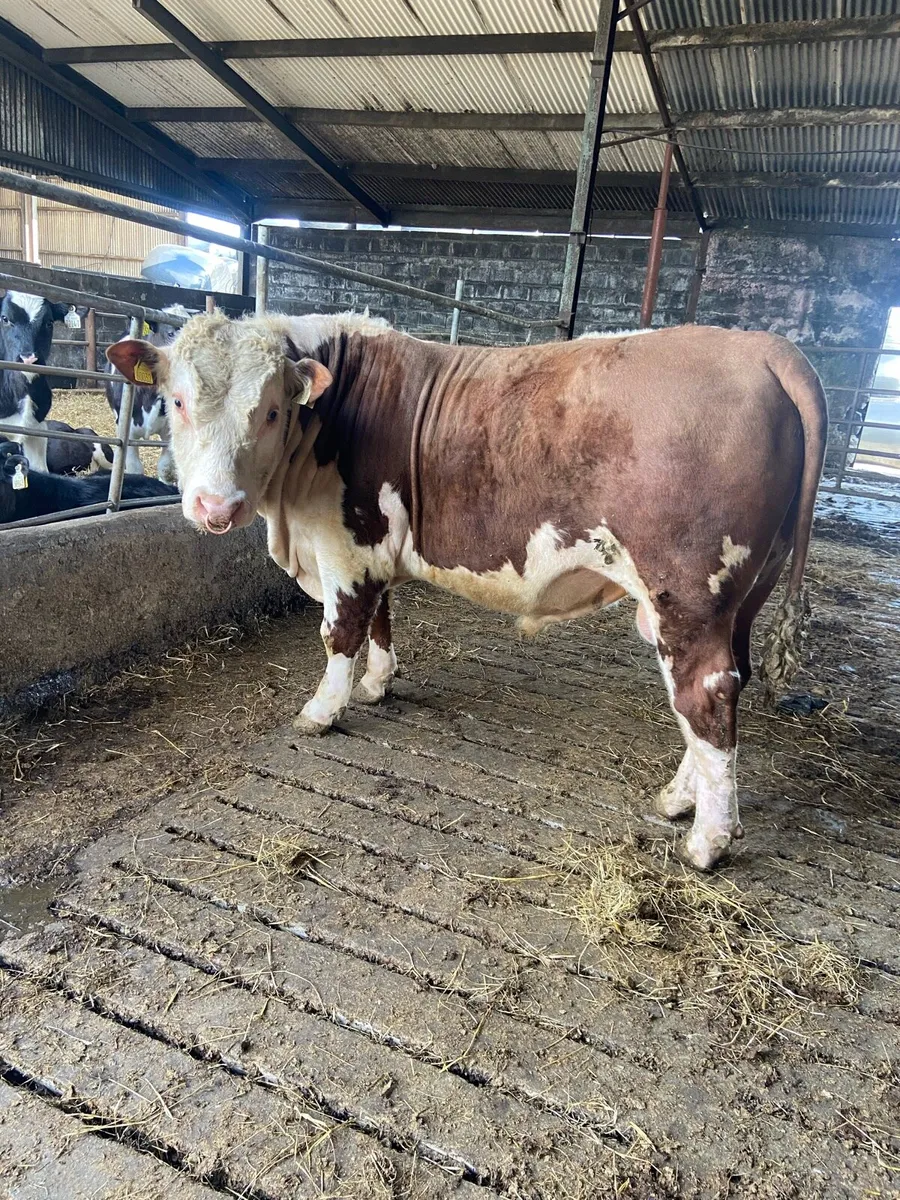 Bull - Image 1
