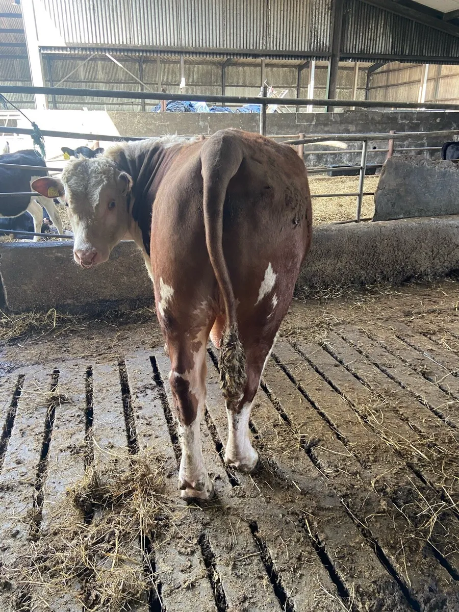 Bull - Image 2