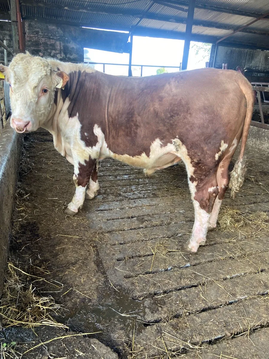 Bull - Image 3