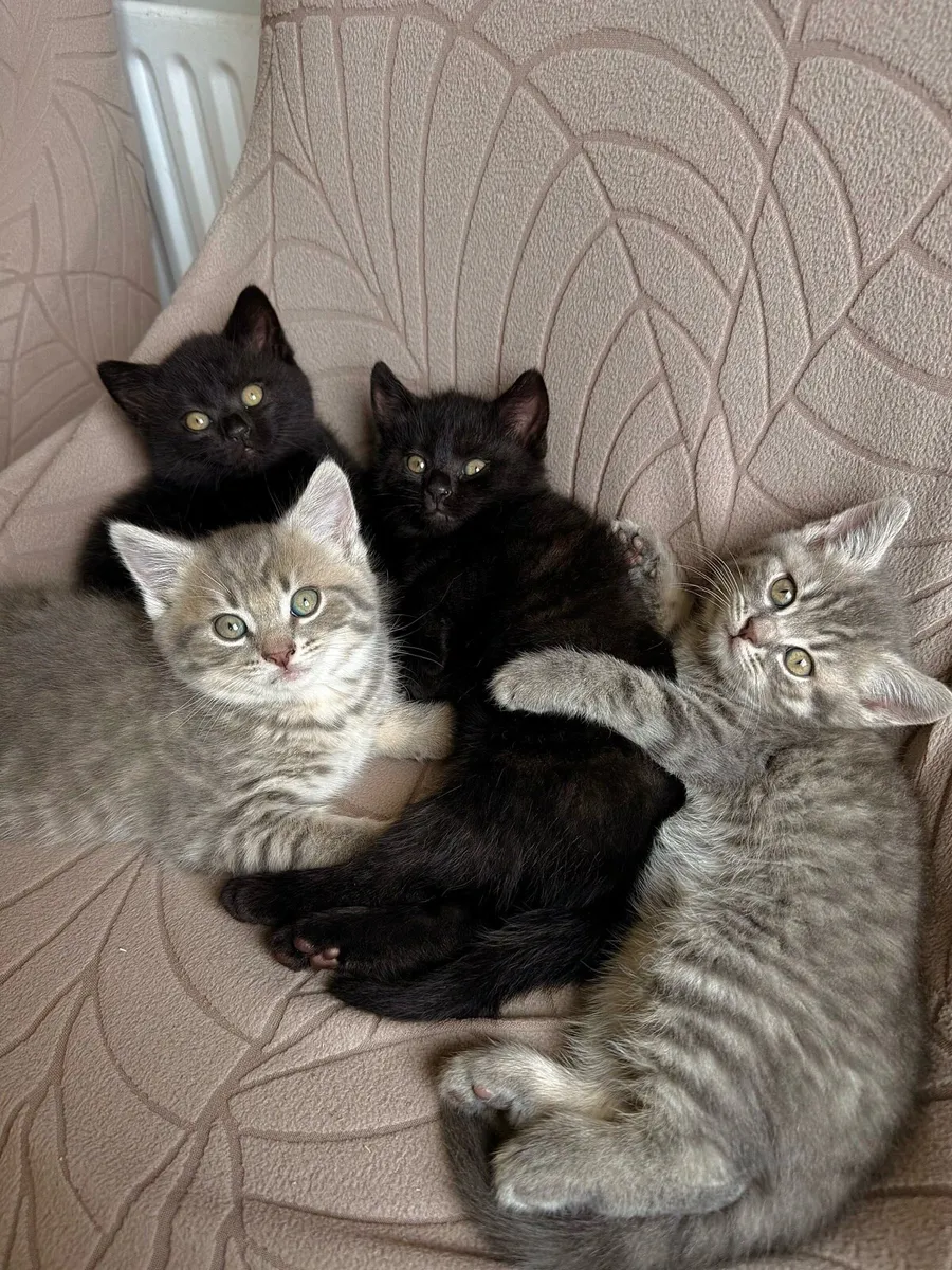 British Shorthair Cross Kittens - Image 1