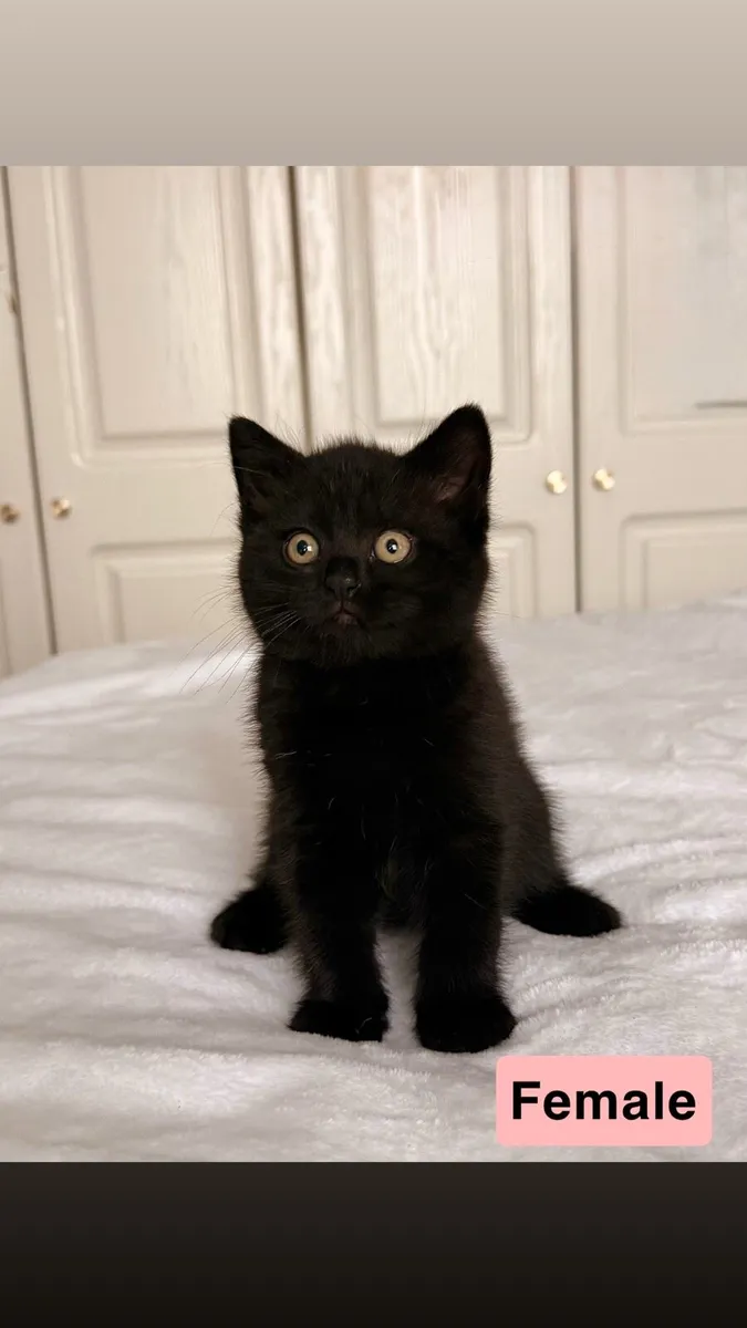 British Shorthair Cross Kittens - Image 2