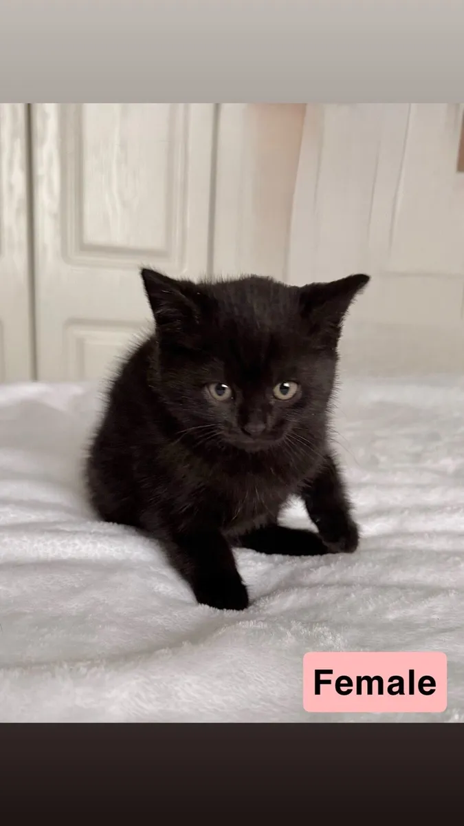 British Shorthair Cross Kittens - Image 3