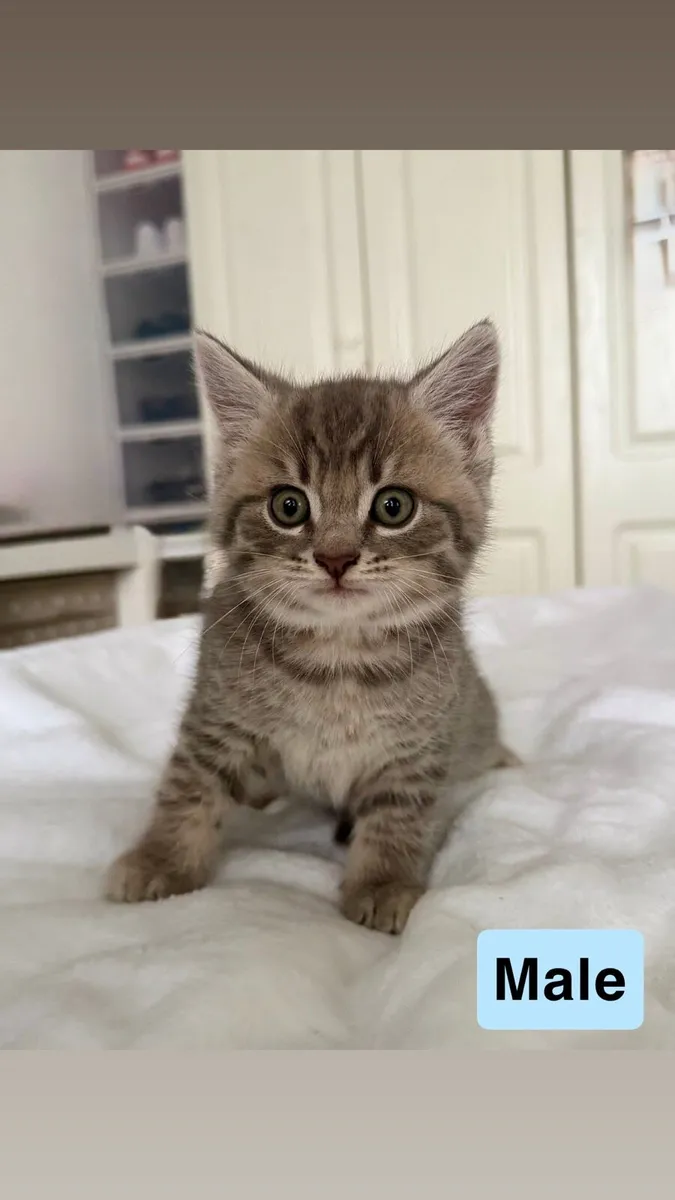 British Shorthair Cross Kittens - Image 4