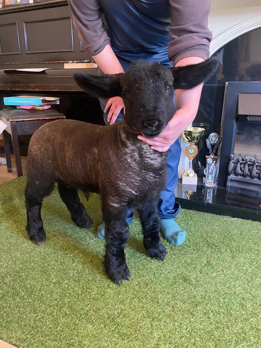 PEDIGREE SUFFOLK PET FOSTER RAM LAMB - Image 1