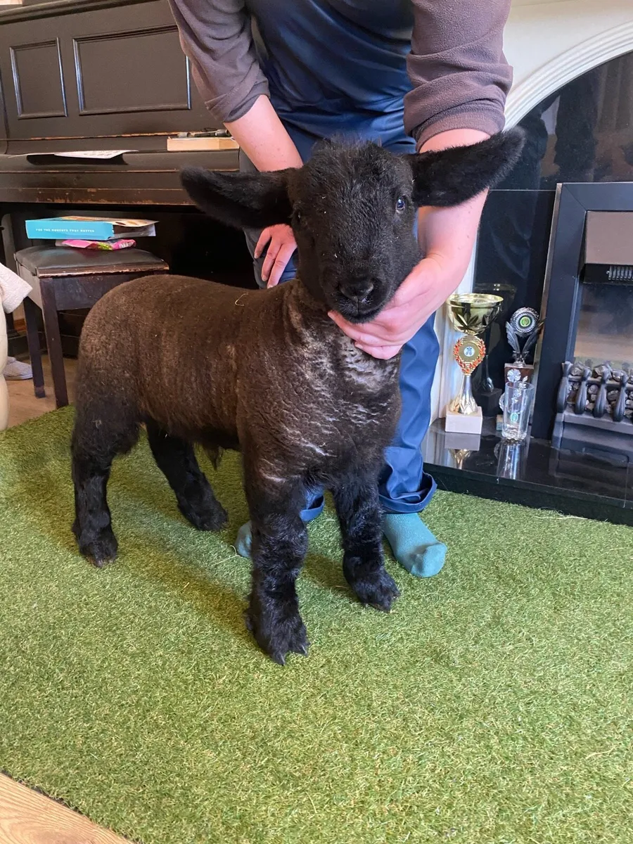 PEDIGREE SUFFOLK PET FOSTER RAM LAMB - Image 2