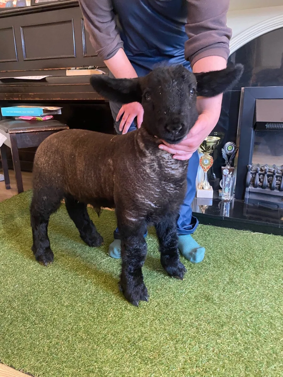 PEDIGREE SUFFOLK PET FOSTER RAM LAMB - Image 4