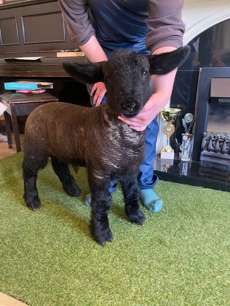 PEDIGREE SUFFOLK PET FOSTER RAM LAMB - Image 3