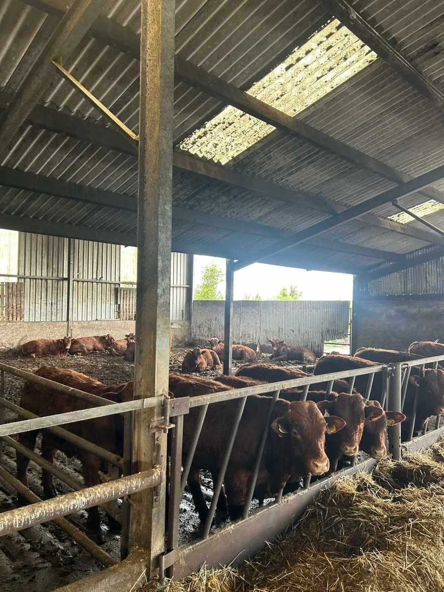 Pedigree saler bulls - Image 1