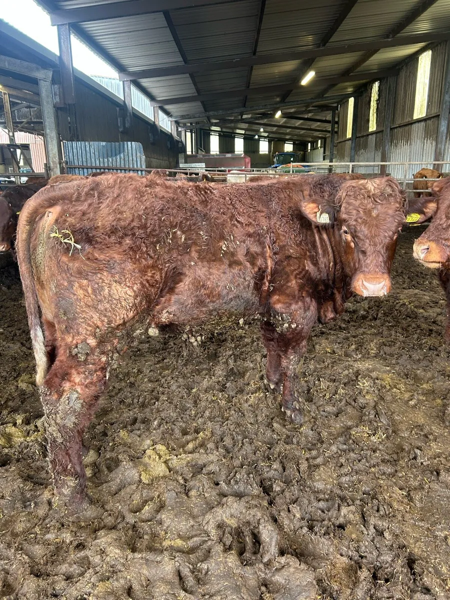 Pedigree saler bulls - Image 2