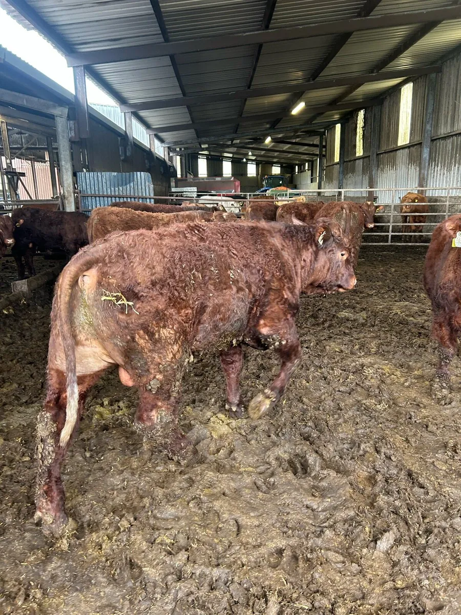 Pedigree saler bulls - Image 3