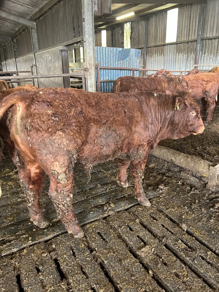 Pedigree saler bulls - Image 4