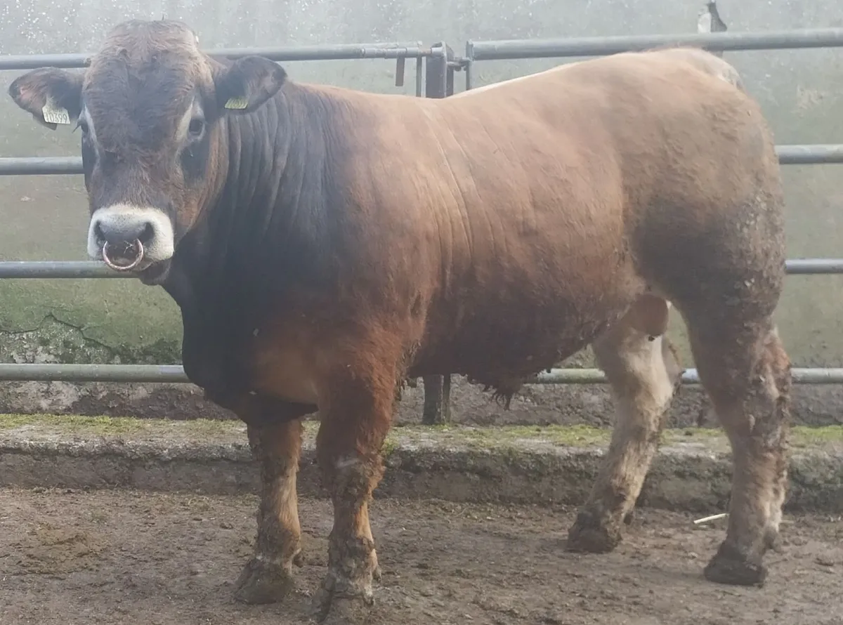 Aubrac Bulls - Image 1