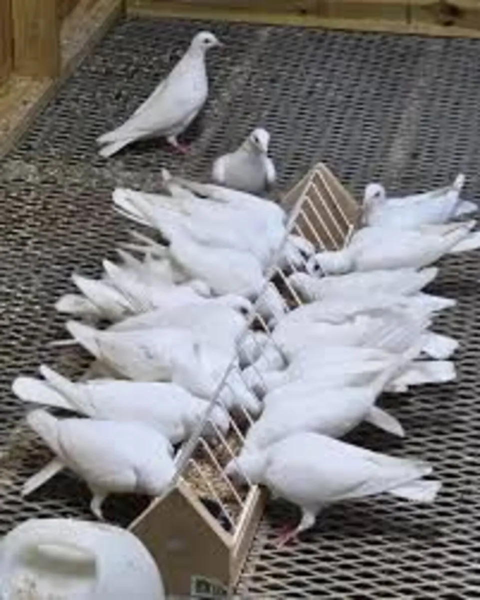 white racing pigeons 2026 unflown