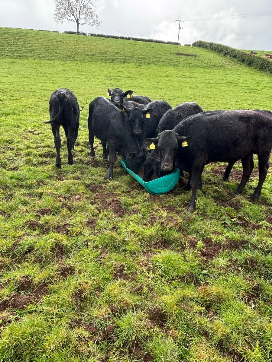 Angus bulls - Image 1