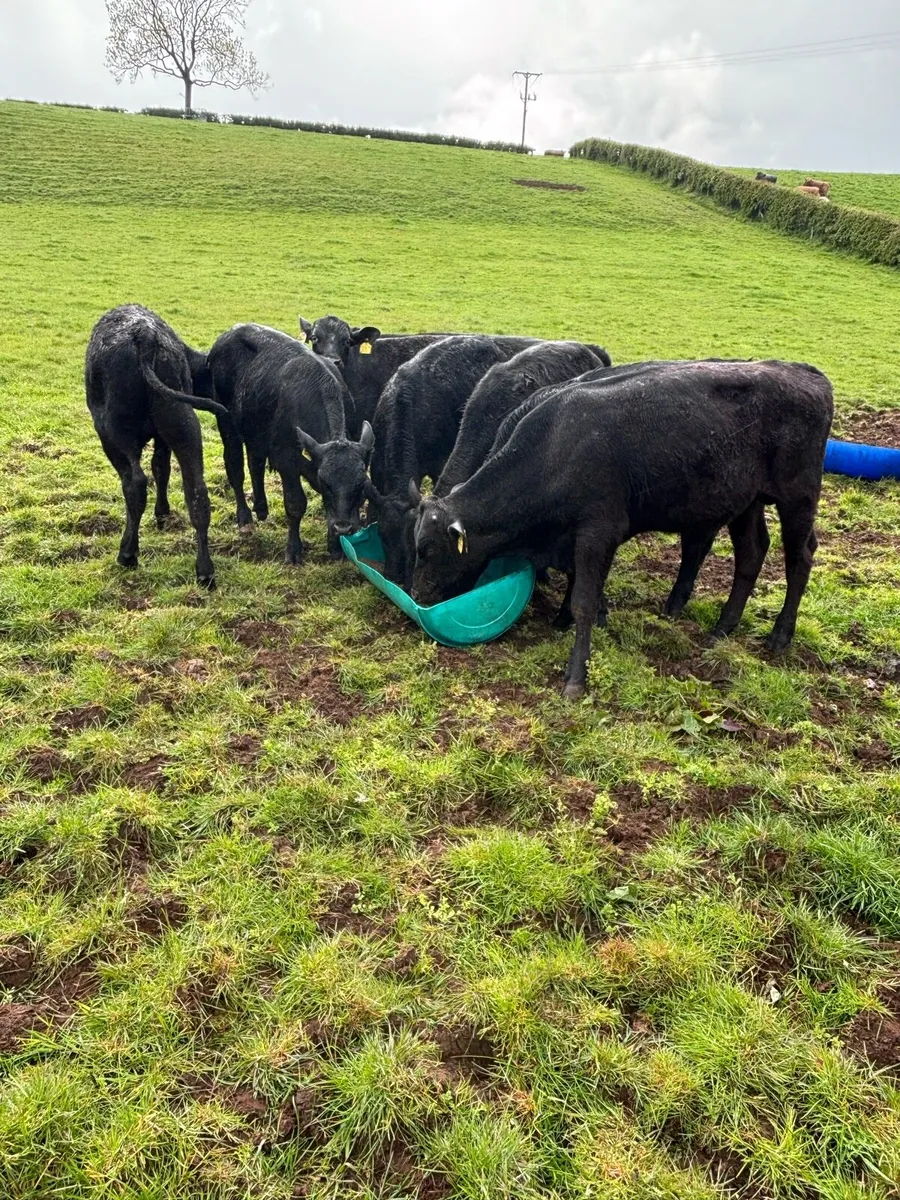 Angus bulls - Image 2